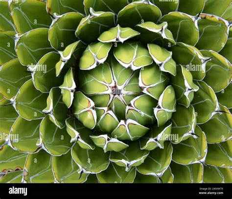 Détail photographique d'une rosette d'Echeveria