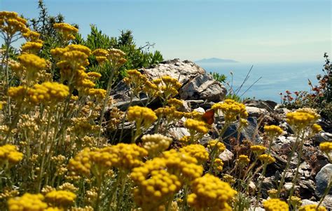 Fleurs d'immortelle corse