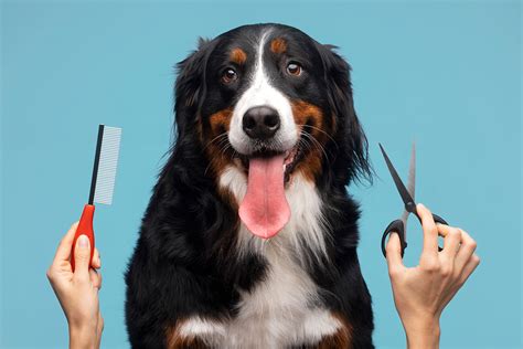 Diagramme des étapes du toilettage canin