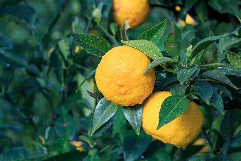 Yuzu, un agrume japonais