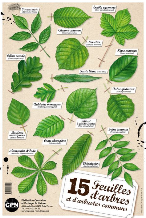 Diversité d'arbres et arbustes pour la faune