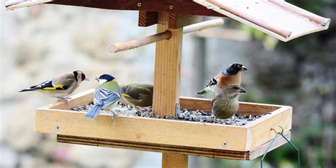 Mangeoire à oiseaux en hiver