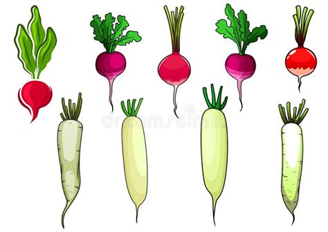illustration de radis rouges et blancs fraîchement récoltés