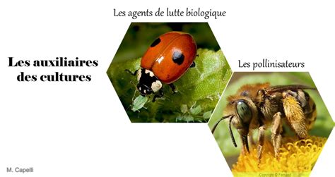 Illustration de divers auxiliaires de lutte biologique