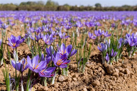 Champ de crocus sativus en fleur