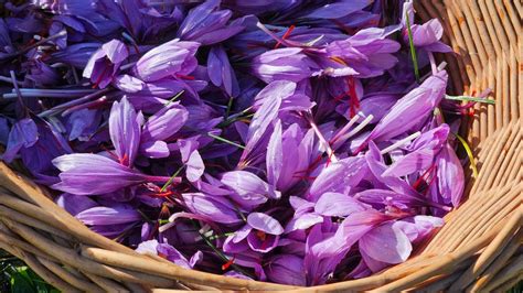 Panier de crocus sativus fraîchement cueillis