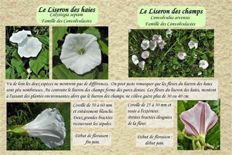 Comparaison grand liseron et petit liseron