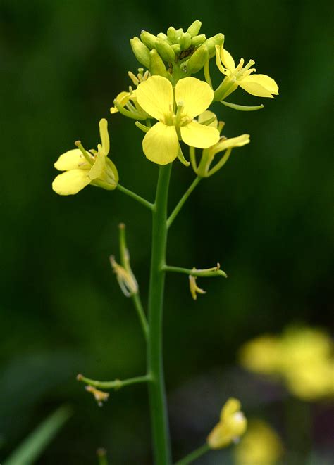 Illustration de différentes variétés de Brassica juncea