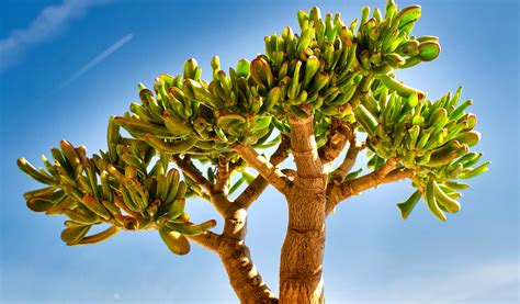 Crassula ovata, l'arbre de Jade, avec un tronc épais