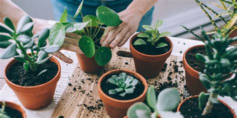 Rempotage d'une plante grasse