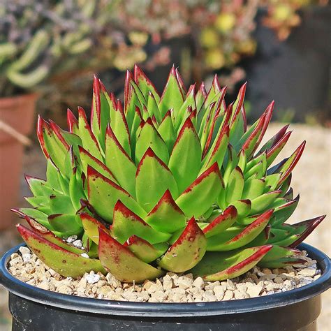 Rosette d'Echeveria agavoides