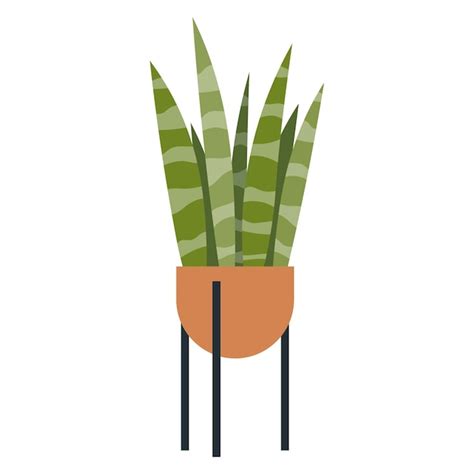Plante Sansevieria dans un pot moderne