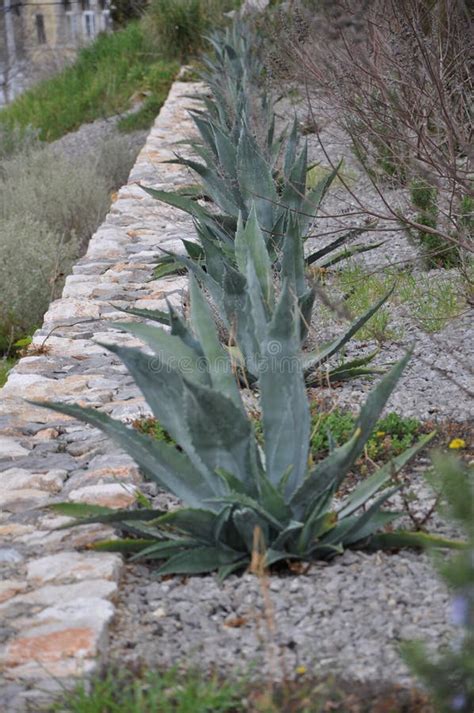 Agave imposante dans un jardin sec