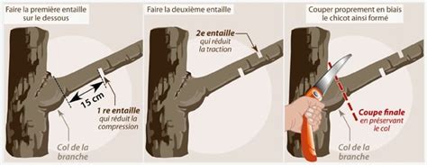 Photo montrant une coupe en biseau nette sur une branche de figuier