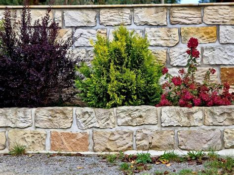 Un figuier conduit en cordon le long d'un mur pour une récolte optimisée