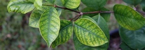 Photo d'un citronnier présentant des signes de chlorose ferrique