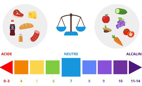 Infographie illustrant l'équilibre acido-basique du corps et l'action du noisetier