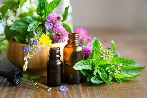 Les plantes emblématiques de la phytothérapie