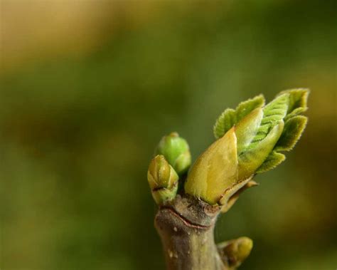 Tableau comparatif des bienfaits du bourgeon de figuier