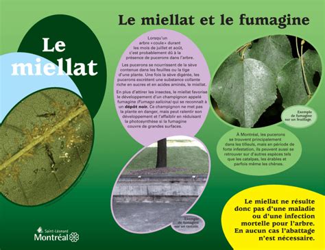 Image d'une feuille avec des traces de miellat et de fumagine
