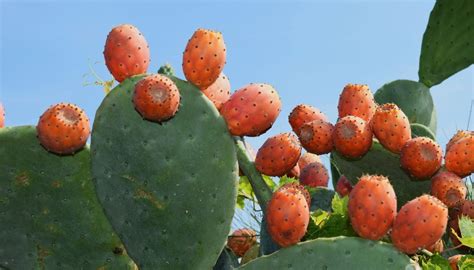 Champ de figues de Barbarie sous le soleil tunisien