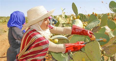 Femmes tunisiennes récoltant des figues de Barbarie avec des outils spécialisés