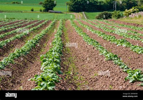 Champ de pommes de terre en pleine croissance