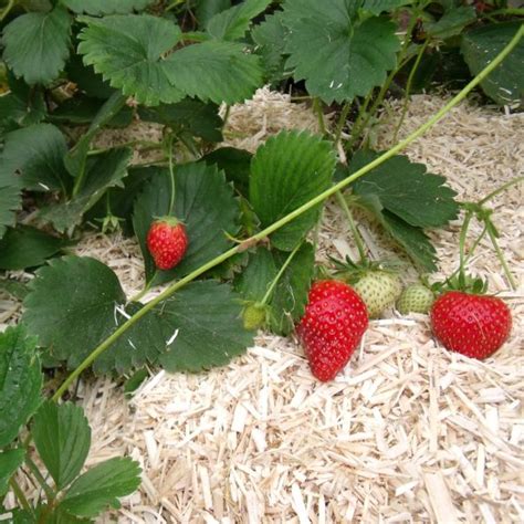 Schéma explicatif des bénéfices du paillage pour les fraisiers