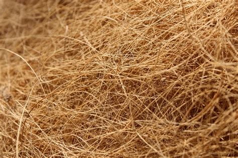 Gros plan sur les fibres de coco et les éclats de coco