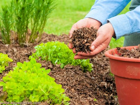 Illustration de la mise en place d'un paillis de coco autour de plants de fraisiers