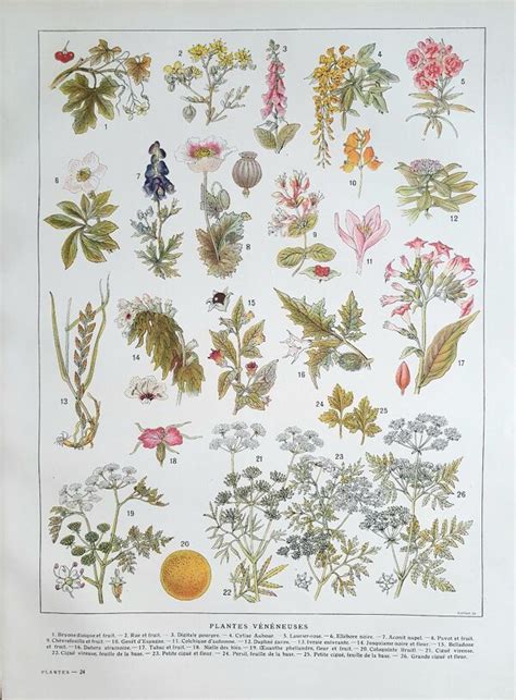 Planche botanique de variétés de laitues anciennes