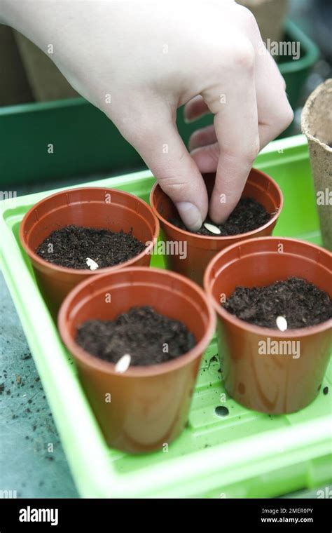 Jardinier semant des graines dans des petits pots