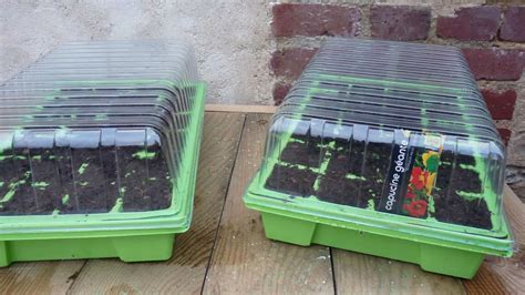 Différents types de contenants pour semis