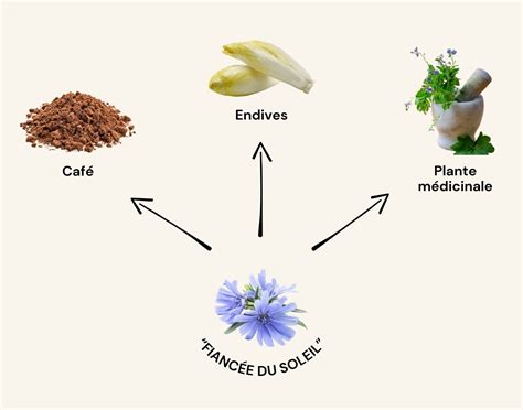 Infographie illustrant les étapes de la chicorée, de la plante sauvage à l'utilisation en boisson ou en cuisine