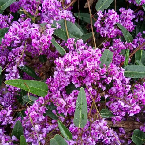 Fleurs de Hardenbergia violacea en grappes