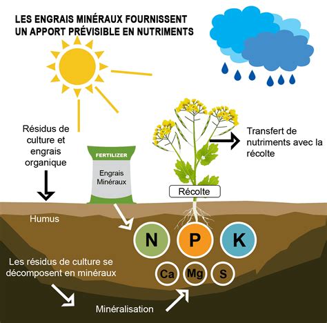 Schéma illustrant les effets des engrais sur la croissance des plantes