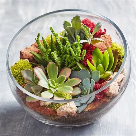 Collection d'Echeverias dans un terrarium ouvert