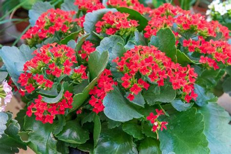 Kalanchoé en pleine floraison sur un rebord de fenêtre