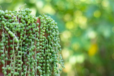 Plante collier de perles retombante devant une fenêtre