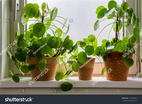 Pilea peperomioides sur un rebord de fenêtre avec lumière indirecte