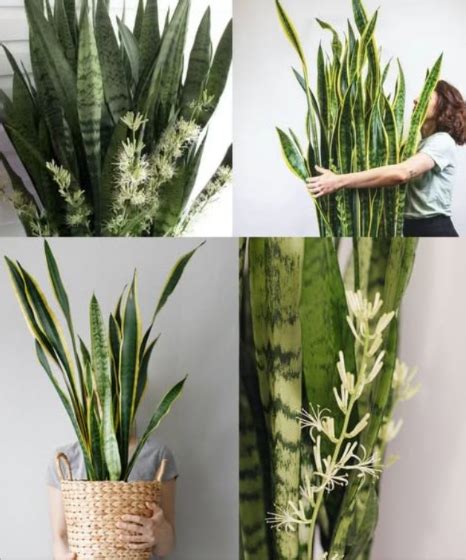 Sansevieria aux feuilles dressées près d'une fenêtre