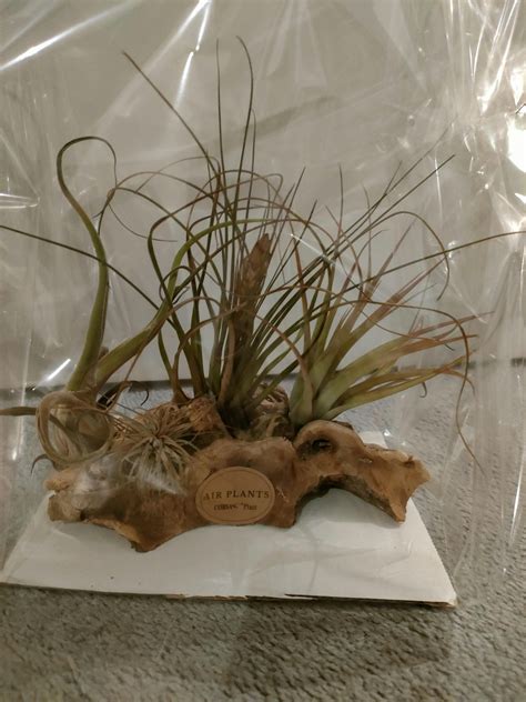 Collection de Tillandsias sur des supports en bois