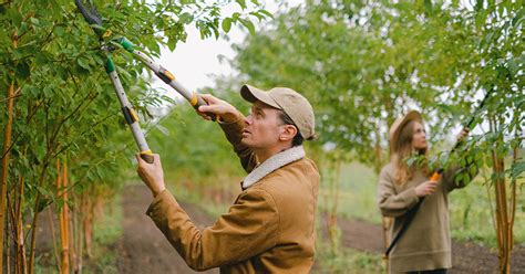 Arboriculteur en plein travail dans un verger