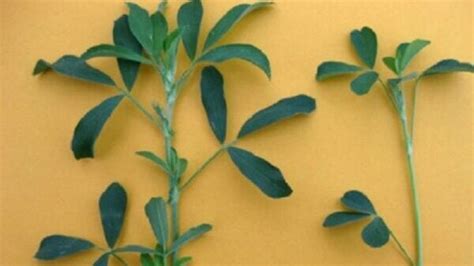 Carences nutritionnelles de la luzerne (feuilles petites, ramification réduite, jaunissement)