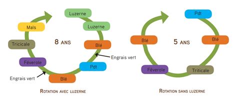 Schéma d'une rotation culturale incluant la luzerne