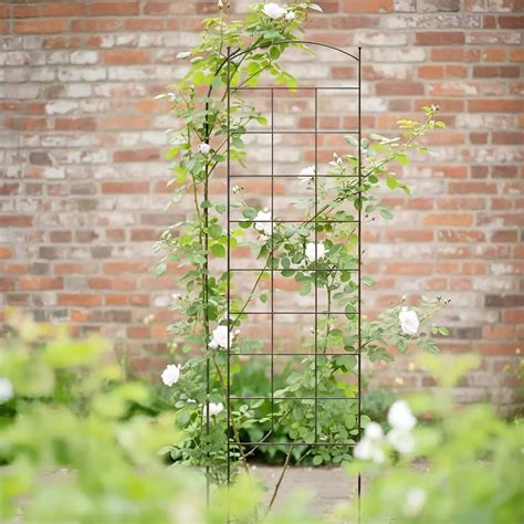 grille blanche avec plante grimpante