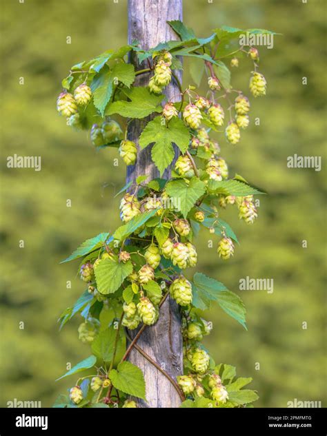 houblon grimpant