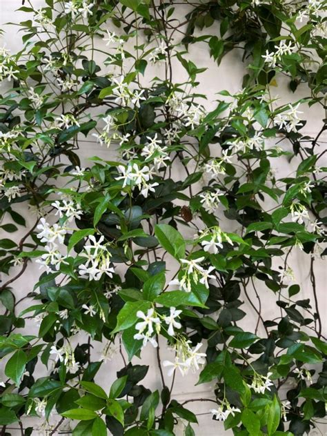 jasmin étoilé en fleur