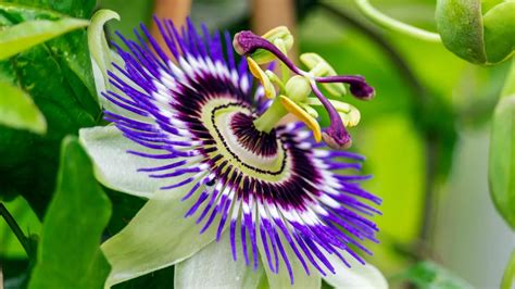 passiflore en fleur