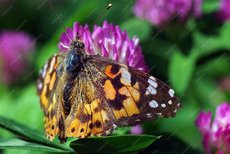 Papillon sur une fleur d'ortie